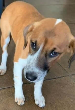 Just 4-months-old and Rosie ended up in Texas shelter