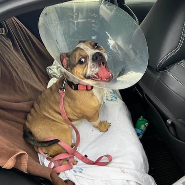 Luckiest bulldog left tied up in front of fire station seriously ill finds new life as fire department’s official mascot