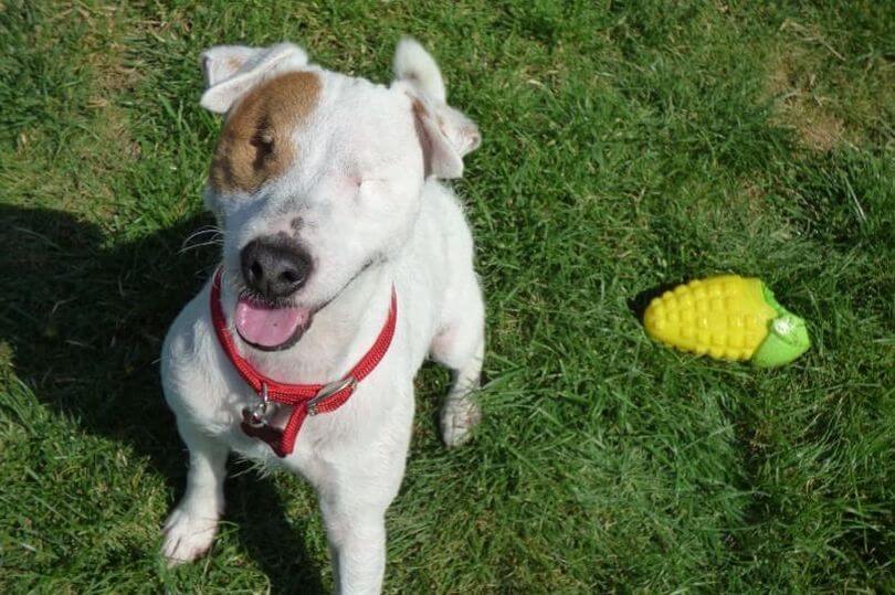 Rosie lost her eyes after suffering from glaucoma and is now ready for a home