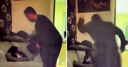 Owner banned from having dogs after video shows torrent of abuse