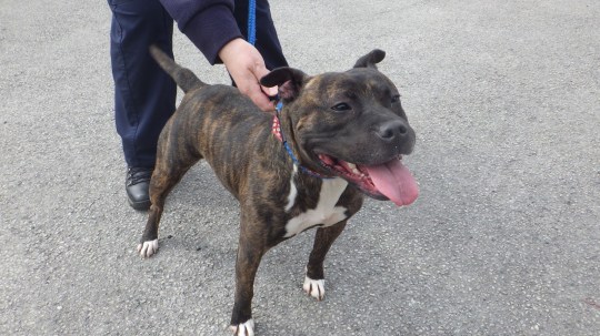 rosie-the-dog-beaten3