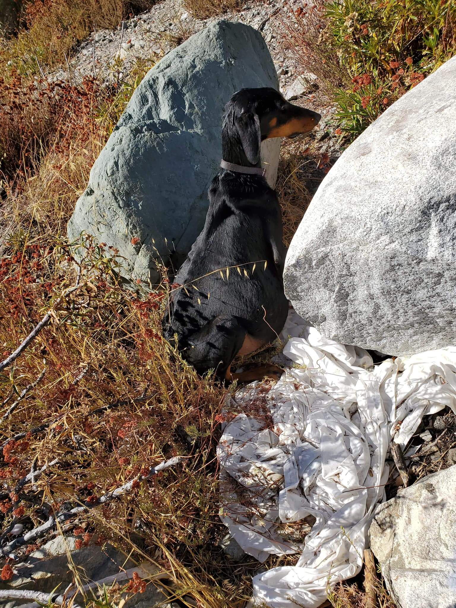 Heartbreaking: Dog in need of urgent medical care deserted near shooting range