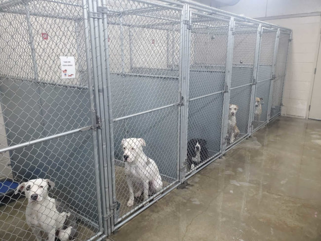 Hopeful faces wishing you will fall in love and adopt them from shelter