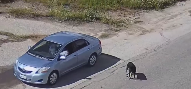 Video captures heartless owners dumping their dogs on side of road and driving away