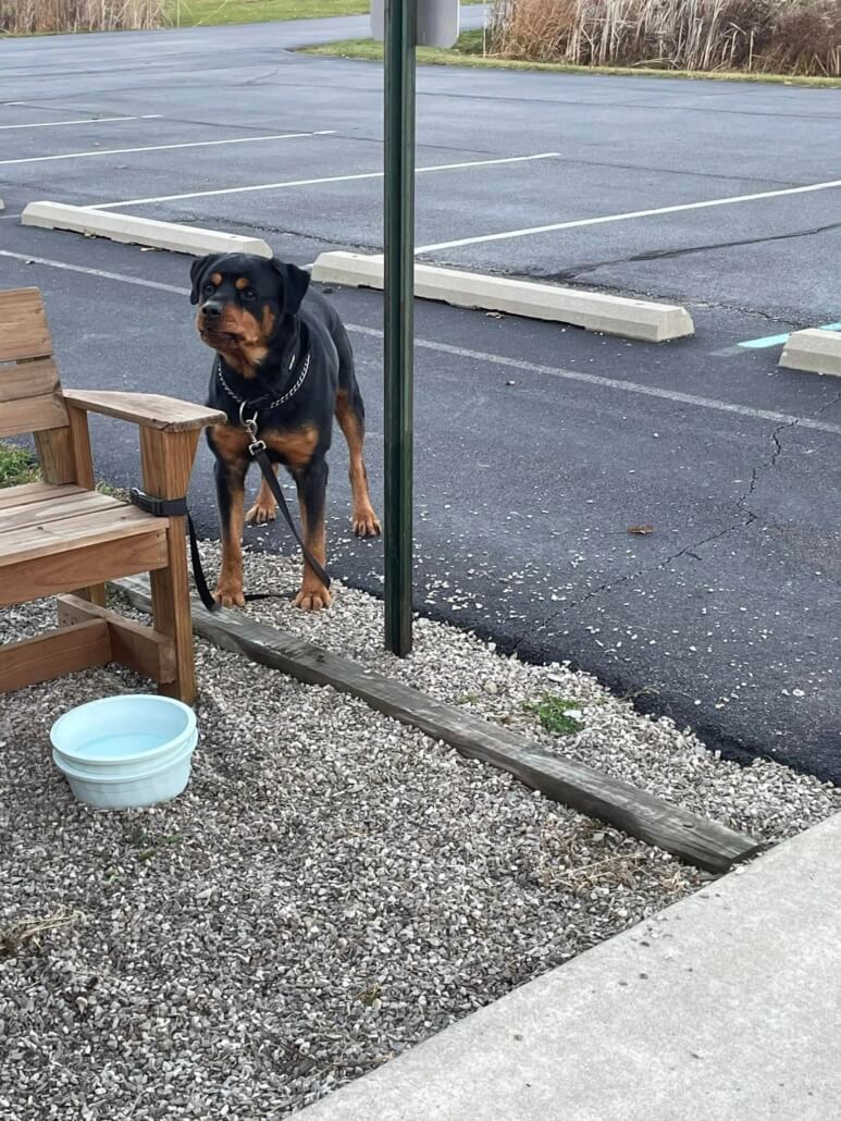 rottie-found-1-773x1030-1