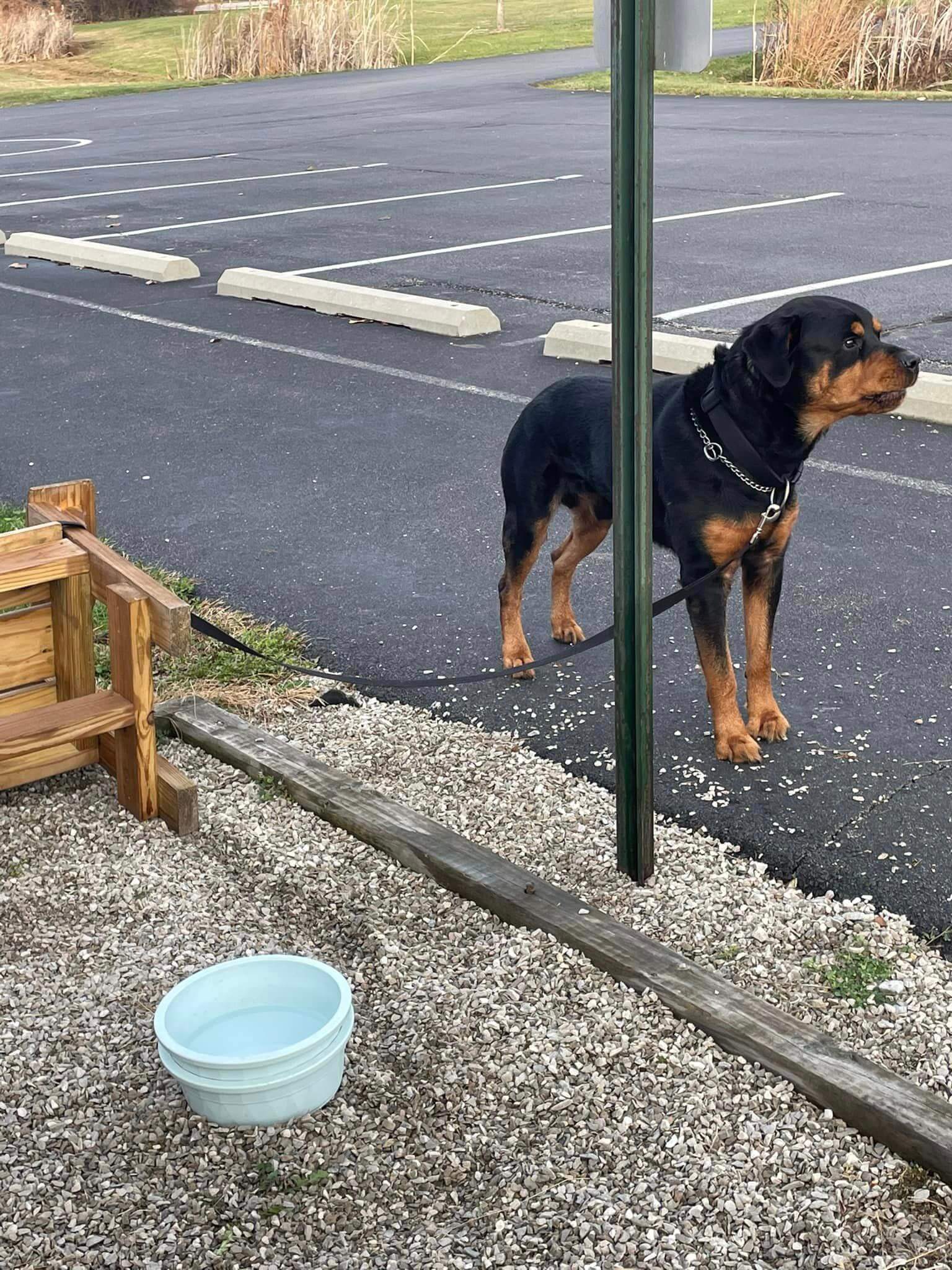 Bartholomew County Humane Society needs help finding person who tied dog to a bench and abandoned him