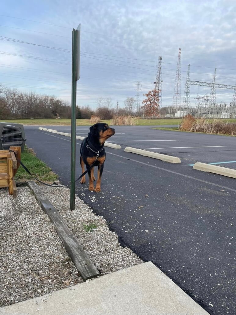 rottie-found-773x1030-1