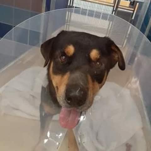 Rottie returned as quickly as he was adopted because he wouldn’t jump into car