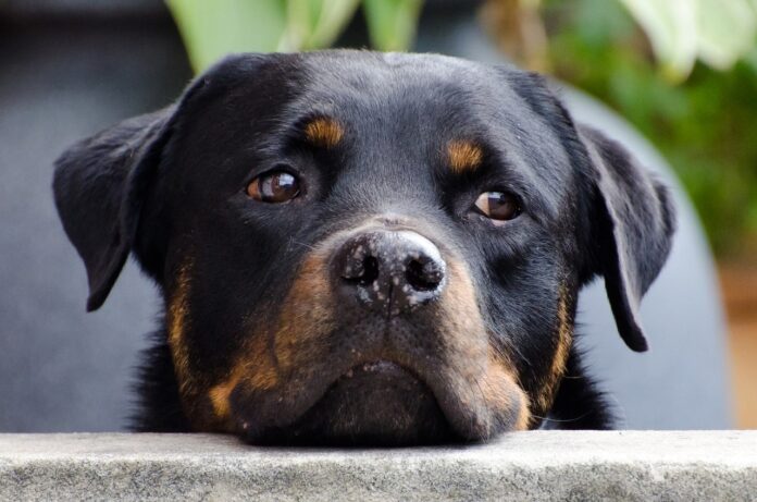 Rottweiller pixabay