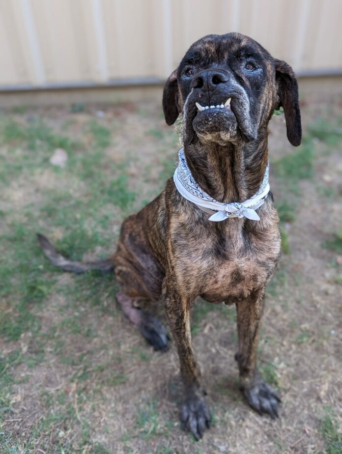 Gentle giant ‘rockstar’ surrendered to Texas shelter waiting for someone to love
