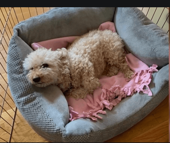 roxy-saved-from-coyote