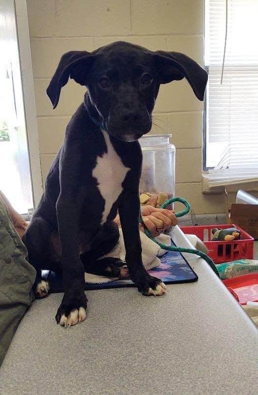 Puppy with oversized ears hoping to find loving home once he’s cleared for adoption