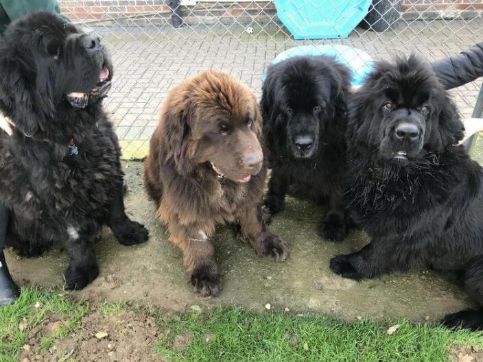 Seven Newfoundlands left homeless after fire destroyed their home