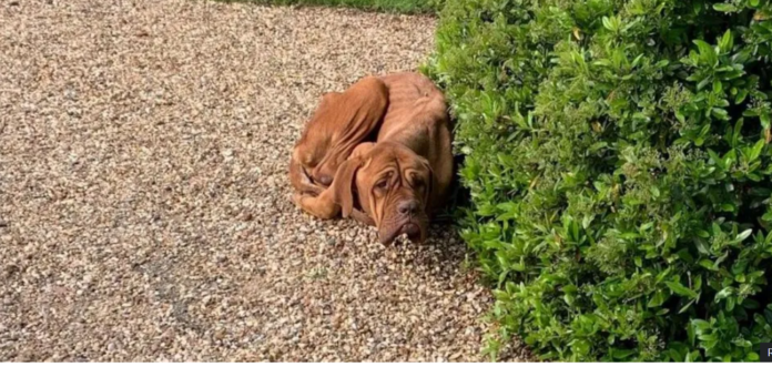 Sweet but skinny: RSPCA cares for neglected Roxy found curled up in homeowner’s driveway