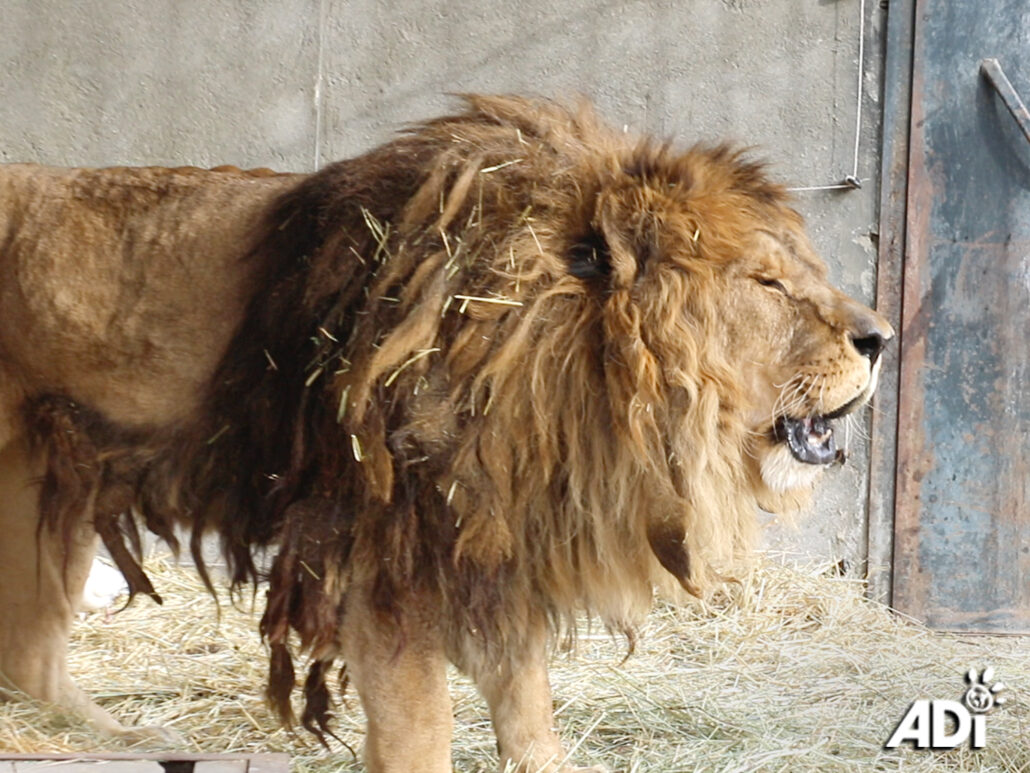 ruben-the-lion-1-1030x773-1
