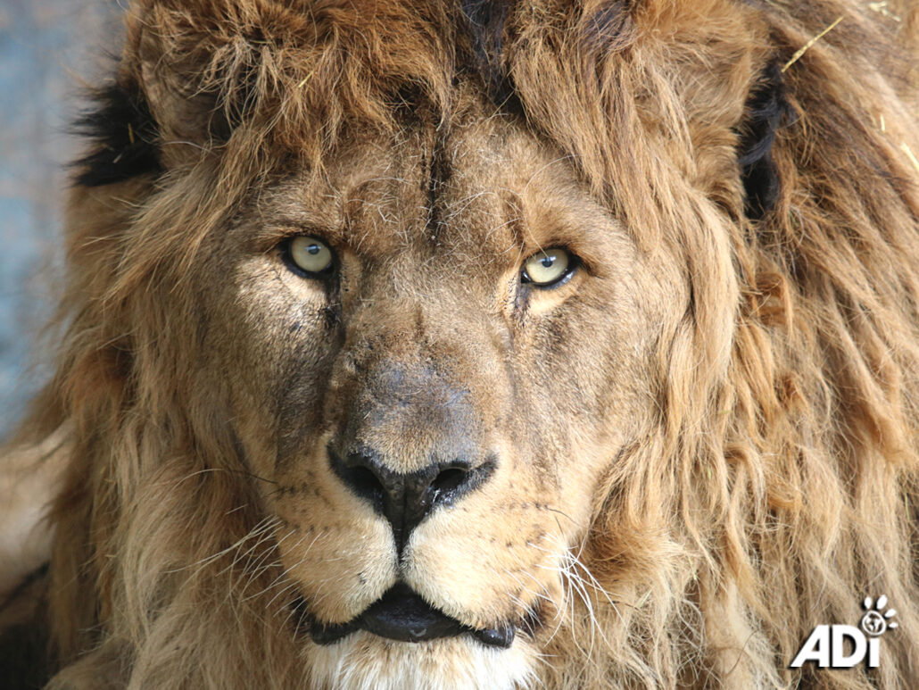 ruben-the-lion-1030x773-1