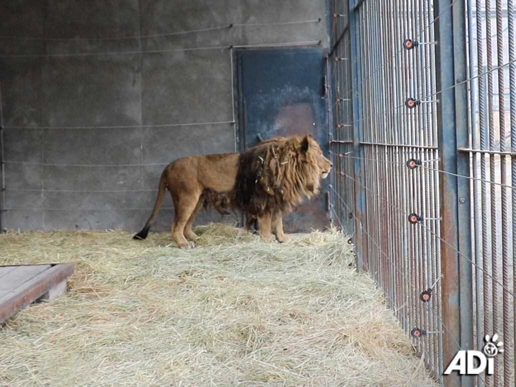 ruben-the-lion-2-1030x773-1