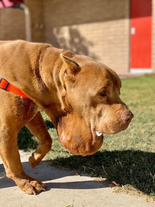 Owner pushed Zeus out of truck, told him to sit and drove away