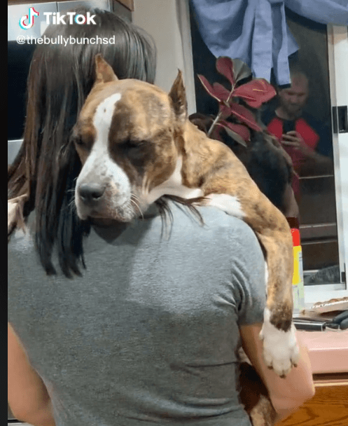 Heartwarming video of rescued pit bull loves being hugged by new mom goes viral