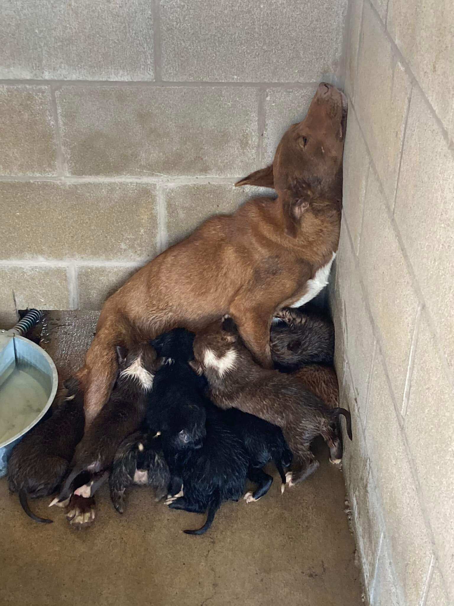 Ruby and her month old puppies need help out of Texas shelter