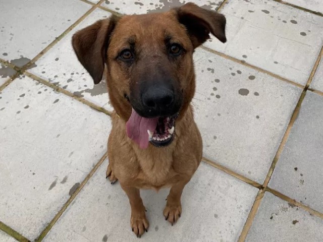 Ruby the Rescue