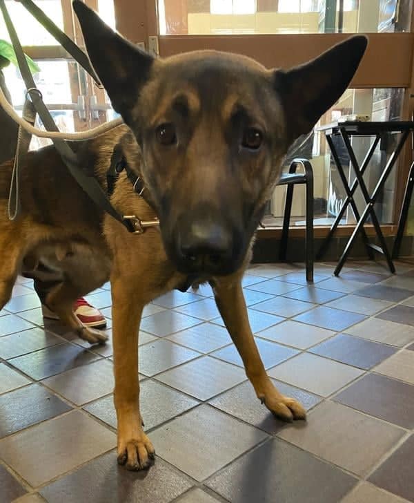 Stressed puppy unable to adapt to shelter life with no one to help him slated to die today