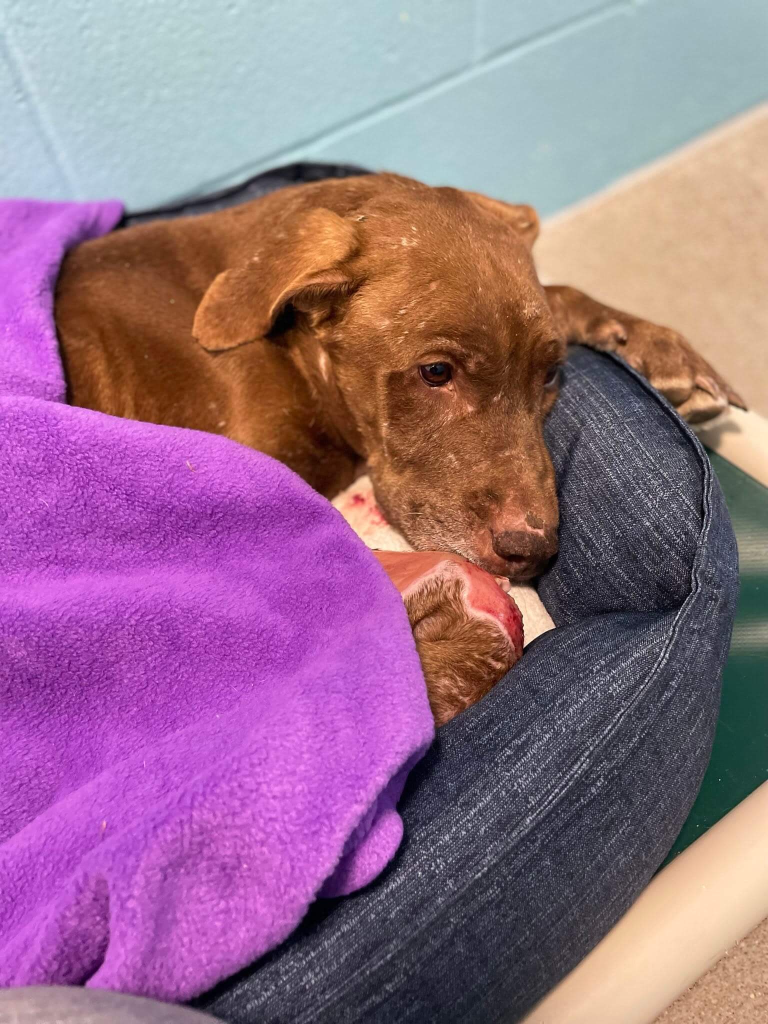 Sweet Lab retriever dumped at overcrowded shelter with gruesome injury survives surgery and resting
