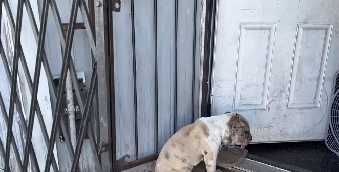 UPDATE: Dog living on the street barely alive rescued just in time