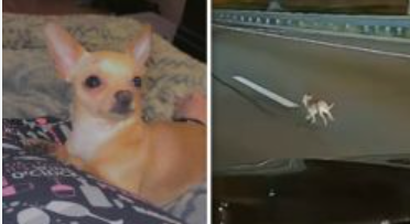 Runaway chihuahua does daring sprints down New York City highway
