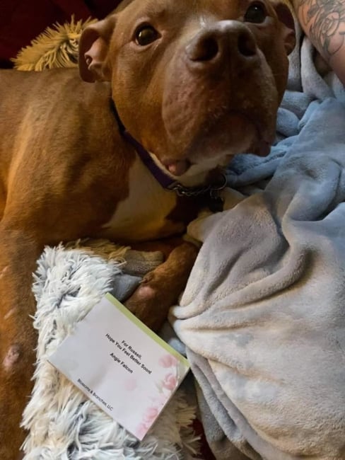 Scottdale man faces felony cruelty charges after allegedly beating, kicking and running over stray dog