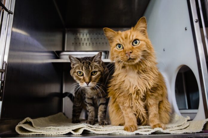 18-year-old bonded cats returned to shelter just 5 hours after adopted