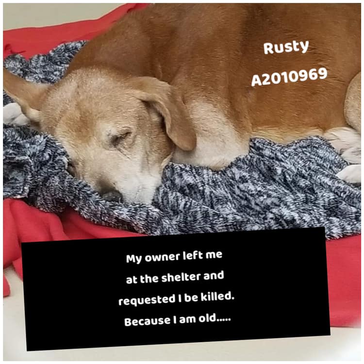 Because he’s old: Owner asked shelter to euth’ 15-year-old Rusty