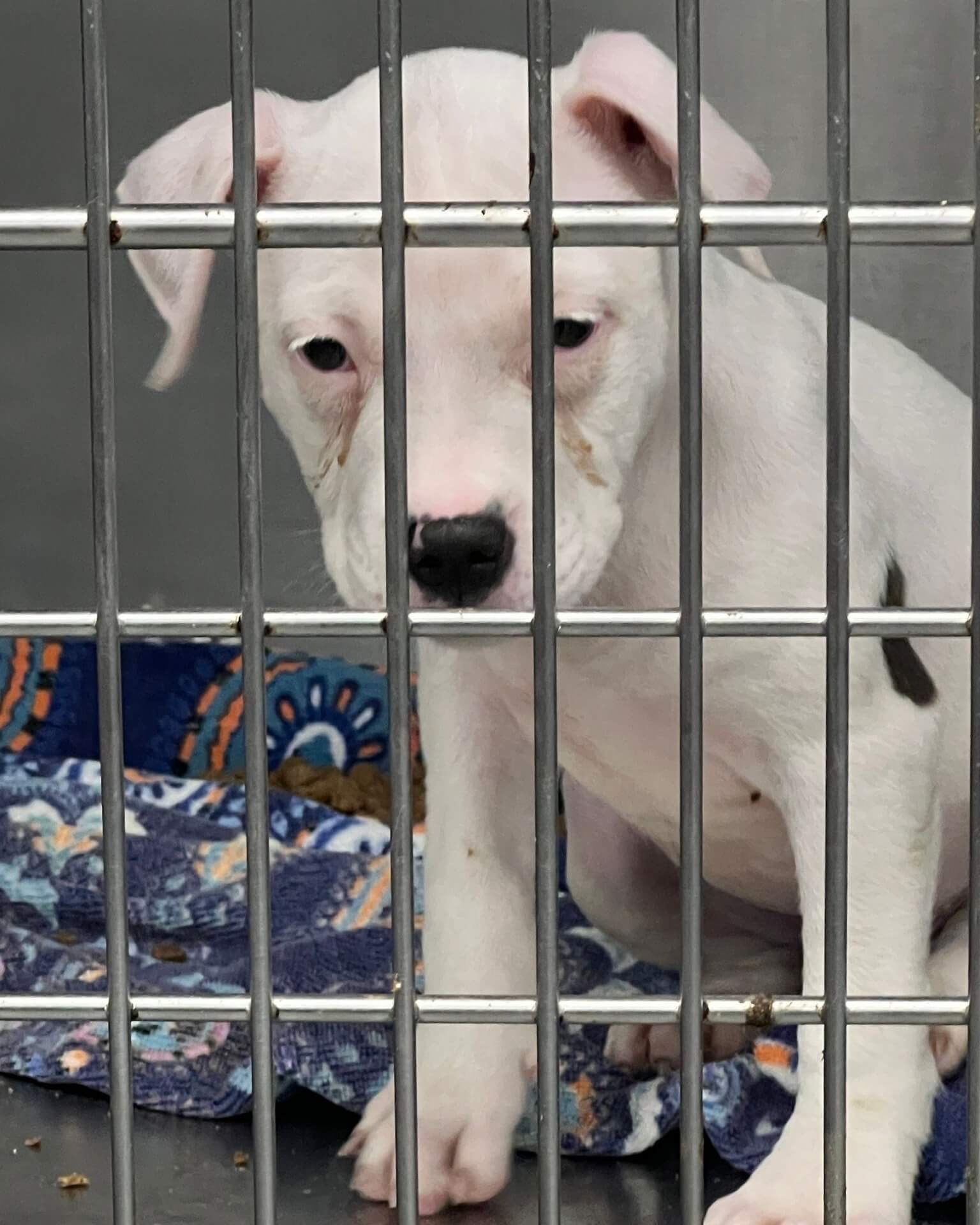 Everyone came to the shelter to adopt littermates of Ruthie but no one wants her