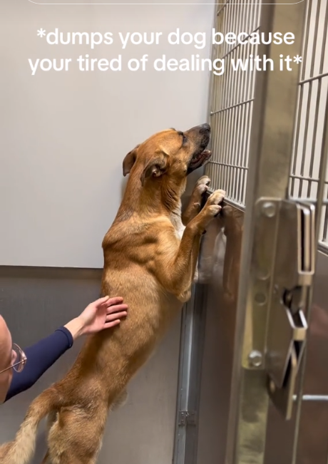 Shattered heart of young shepherd at California shelter terrified when dumped by owner