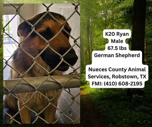 Rescuers hoping young shepherd in Texas shelter doesn’t ‘get to run fields in heaven’