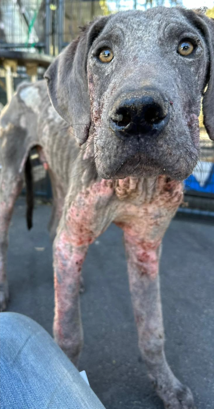 Heartwarming help for Ryder: Sonoma rescue brings Great Dane puppy back from the brink