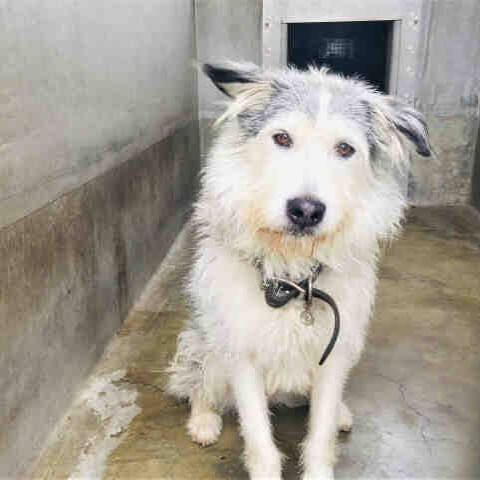 Shelter dog has movie star looks but still no home for Ryder