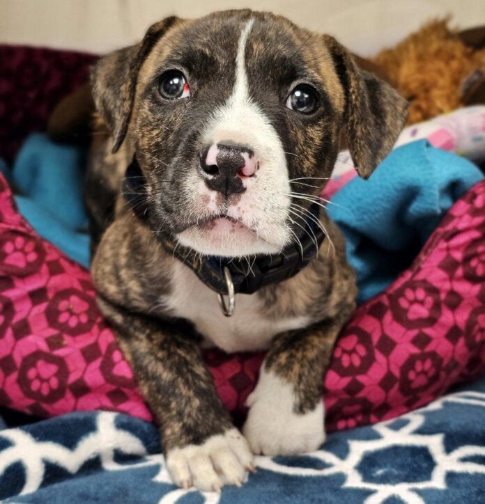 Abandoned puppy found tied up in sack left to die