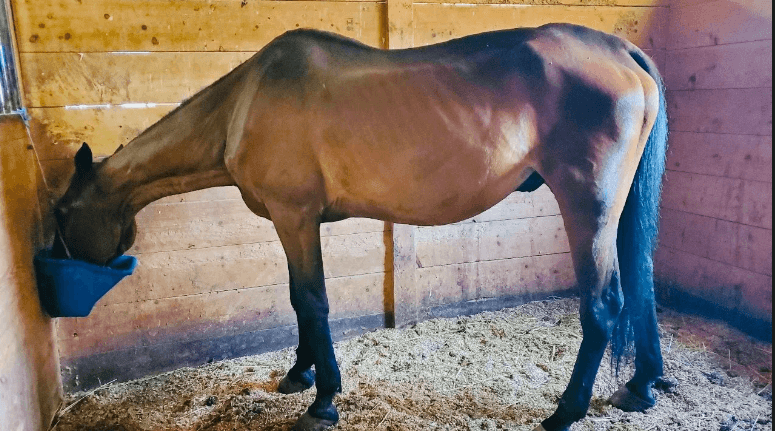 Ryder the carriage horse retired on farm after collapsing on NYC street