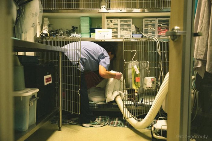 Tragic outcome for abused Ryker and a stark reminder as we meet Wilson