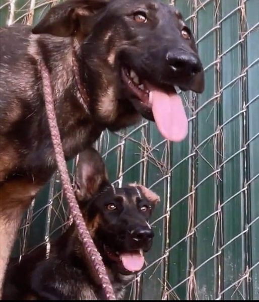 Two bonded sable shepherds need emergency rescue before they are put to sleep at California shelter