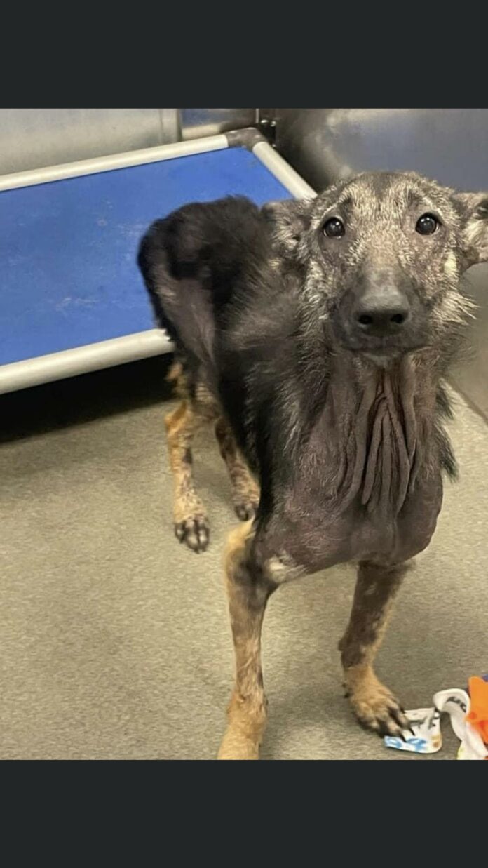 Extreme neglect and cruelty of 5 month old puppy granted miracle of life by kind hearted rescuers