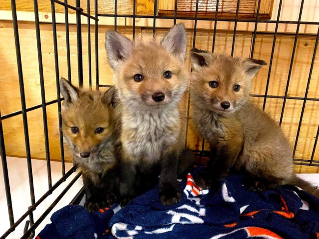 Three rescued fox babies have important story to share