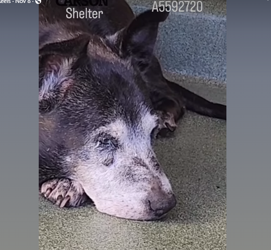 Saddest senior Lab retriever arrived at shelter as stray and needs help quickly