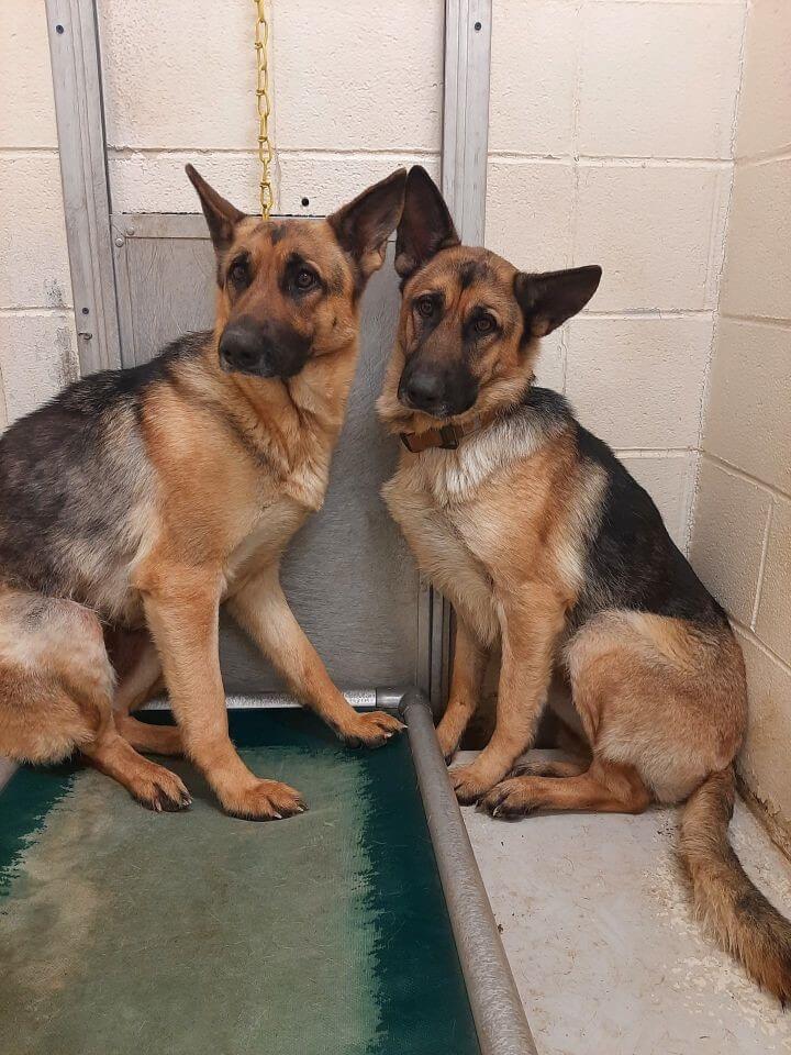 Sadie and Shiloh