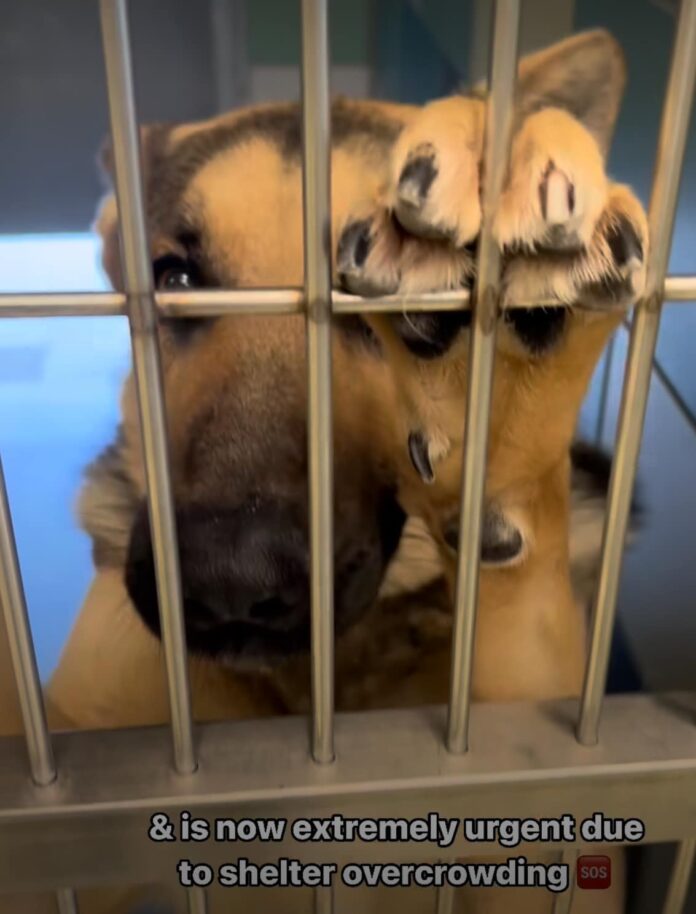 Young amazing and beautiful shepherd begs for her life at California high kill shelter