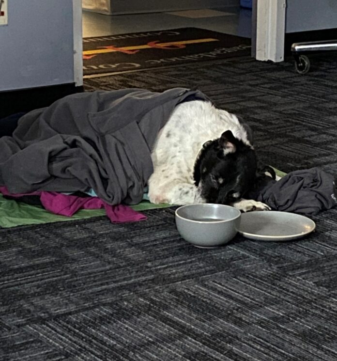 Elderly dog nearly froze to death but found and reunited with owner