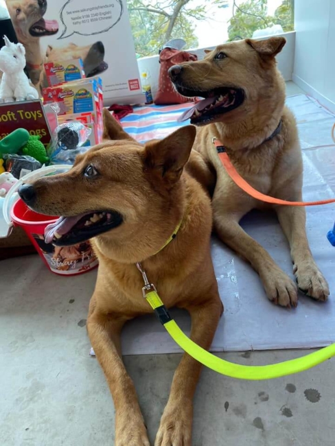 Hong Kong shelter in critical financial need leaving lives of 130 dogs unknown