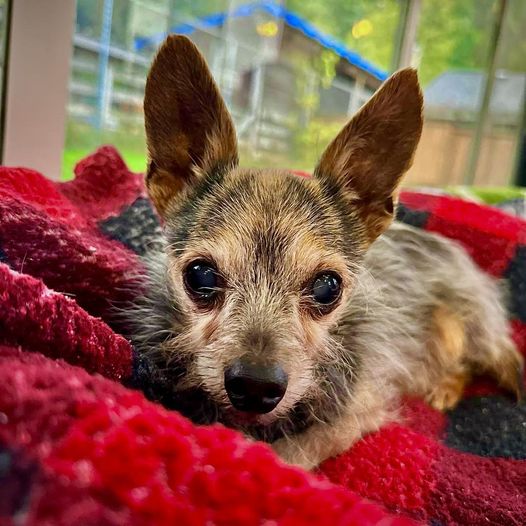 Senior dog wearing 2 sweaters abandoned in crate during rain