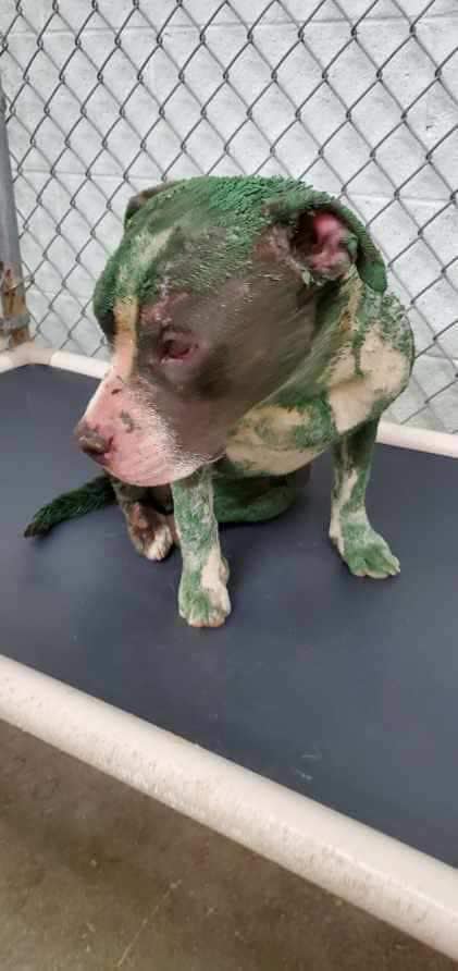 sal-green-dog